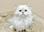 British colorpoint blue eyed female kitten - British Shorthair Cat For Sale - Thornton&comma; CO&comma; US