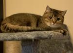 Sister and brother - Scottish Fold Cat For Sale - Philadelphia&comma; PA&comma; US