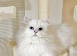British blue eyed female kitty - British Shorthair Cat For Sale - Thornton&comma; CO&comma; US