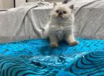 Talia 2nd litter - Ragdoll Cat For Sale - Oklahoma City&comma; OK&comma; US