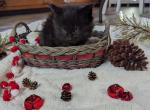 Quinn - Maine Coon Cat For Sale - Stevens&comma; PA&comma; US