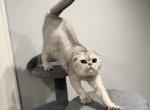 Scottish fold boy Turbo - Scottish Fold Cat For Sale - Shakopee&comma; MN&comma; US