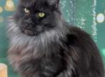 Sienna - Maine Coon Cat For Sale - Brighton&comma; CO&comma; US