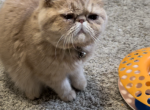 Norma - Exotic Cat For Sale - TN&comma; US