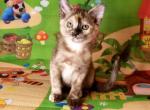 Gabriella - Burmese Cat For Sale - Miami&comma; FL&comma; US