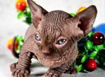 Gregory - Bambino Cat For Sale - Pembroke Pines&comma; FL&comma; US
