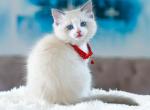 Zeus - Ragdoll Cat For Sale - Miami&comma; FL&comma; US