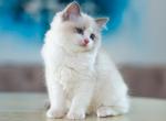 Zlata - Ragdoll Cat For Sale - Miami&comma; FL&comma; US