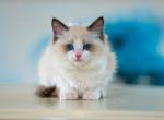 Zaya - Ragdoll Cat For Sale - Miami&comma; FL&comma; US