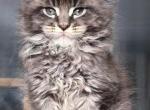 Quicksilver - Maine Coon Cat For Sale - Grayslake&comma; IL&comma; US