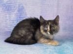 Marianna - Munchkin Cat For Sale - Hollywood&comma; FL&comma; US