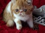 Velvet - Exotic Cat For Sale - Lemont&comma; IL&comma; US