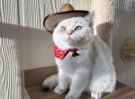 Casper BSH - British Shorthair Cat For Sale - Jacksonville&comma; FL&comma; US