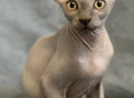 Celt - Sphynx Cat For Sale - Abington&comma; PA&comma; US
