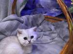 Scottish Girl - Scottish Straight Cat For Sale - Shakopee&comma; MN&comma; US