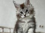 Ken - Maine Coon Cat For Sale - Miami&comma; FL&comma; US