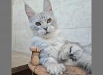 Yustas Polidactil - Maine Coon Cat For Sale - Miami&comma; FL&comma; US