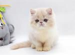 Amanda - Persian Cat For Sale - Hollywood&comma; FL&comma; US