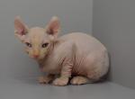 Amadeus - Sphynx Cat For Sale - Pembroke Pines&comma; FL&comma; US