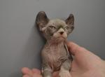 Apollo - Sphynx Cat For Sale - Pembroke Pines&comma; FL&comma; US