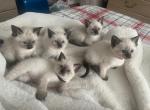 LITTER OF 5 KITTENS - Siamese Cat For Sale - Philadelphia&comma; PA&comma; US