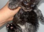 Black smoke female - Maine Coon Cat For Sale - Jacksonville&comma; FL&comma; US