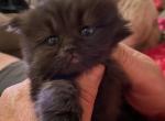 RESERVED Female Persian Ragdoll - Persian Cat For Sale - McKinney&comma; TX&comma; US