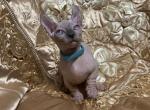 Bambi - Bambino Cat For Sale - Brooklyn&comma; NY&comma; US