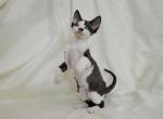 Pepper - Devon Rex Cat For Sale - Brooklyn&comma; NY&comma; US