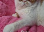 Daisy - Exotic Cat For Sale/Retired Breeding - Lemont&comma; IL&comma; US