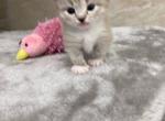Annie - Ragdoll Cat For Sale - Freeburg&comma; PA&comma; US