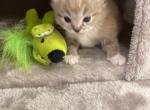 aspen - Ragdoll Cat For Sale - Freeburg&comma; PA&comma; US