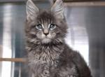 Quentin - Maine Coon Cat For Sale - Grayslake&comma; IL&comma; US