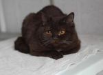 Eskalibur - British Shorthair Cat For Sale - Brighton&comma; CO&comma; US