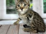 Maruv - Savannah Cat For Sale - Hollywood&comma; FL&comma; US