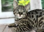 Monica - Savannah Cat For Sale - Hollywood&comma; FL&comma; US