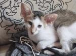 Birek - Oriental Cat For Sale - Pembroke Pines&comma; FL&comma; US