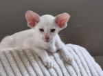 Elmo - Oriental Cat For Sale - Pembroke Pines&comma; FL&comma; US
