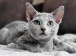 Mirabelle - Russian Blue Cat For Sale - Miami&comma; FL&comma; US