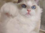 Sweetie - Ragdoll Cat For Sale - Los Angeles&comma; CA&comma; US