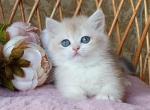 Mitya - British Shorthair Cat For Sale - Hollywood&comma; FL&comma; US
