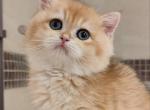 Dita - British Shorthair Cat For Sale - Los Angeles&comma; CA&comma; US