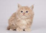Arabic - Maine Coon Cat For Sale - Miami&comma; FL&comma; US