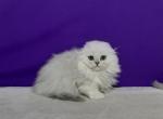 Gucci - Scottish Fold Cat For Sale - Hollywood&comma; FL&comma; US
