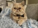 Woodford - Exotic Cat For Sale - TN&comma; US