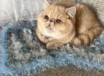 Brandi - Exotic Cat For Sale - TN&comma; US