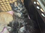 Tortie Girl - Maine Coon Cat For Sale - Van Horne&comma; IA&comma; US