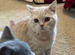 Max - British Shorthair Cat For Sale - Auburn&comma; IN&comma; US