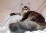 Michael - Maine Coon Cat For Sale - Brooklyn&comma; NY&comma; US