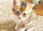 Dior - British Shorthair Cat For Sale - WI&comma; US